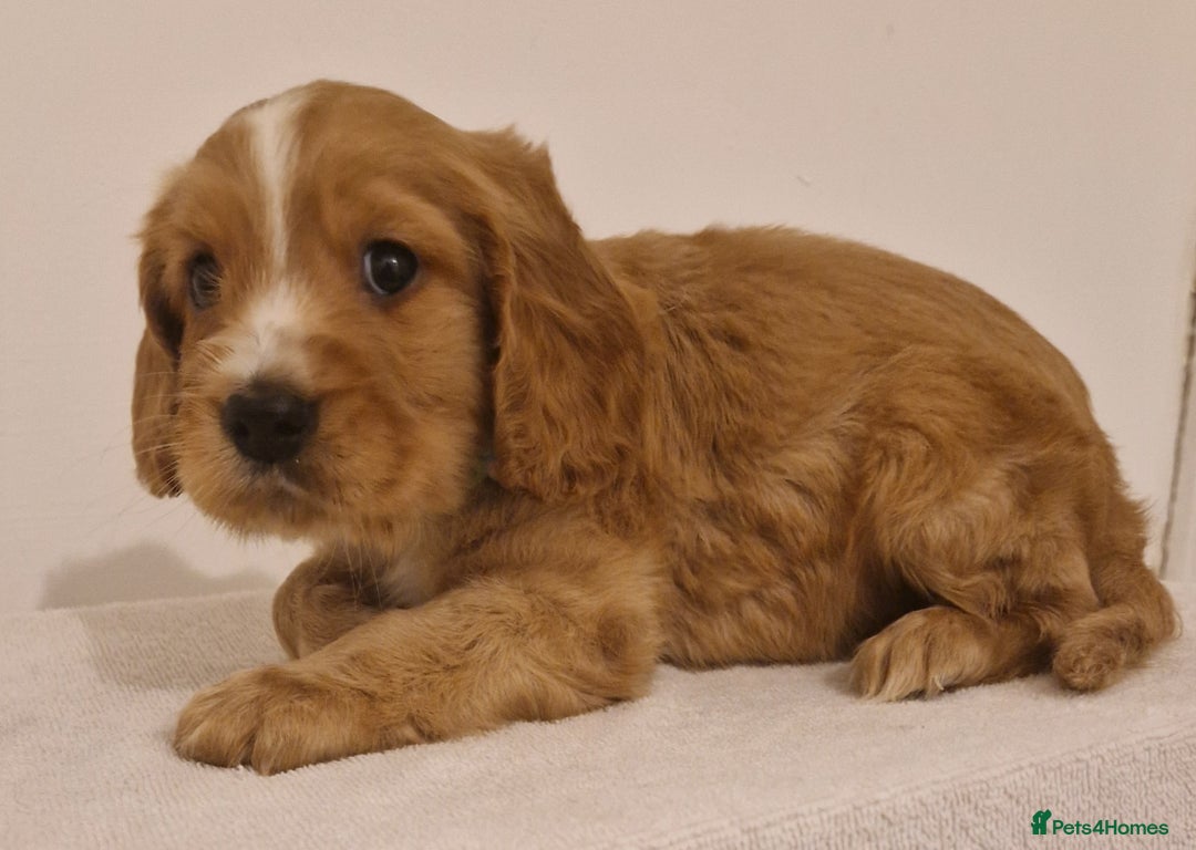 Cocker Spaniel dogs for sale: Cocker spaniel pups for sale  - Image 8