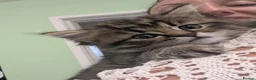Persian cats for sale: Irresistible Russian Blue Persian Kittens. - Advert 5