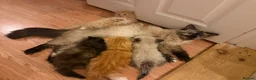 Mixed Breed cats for sale: Kittens for the best homes - Advert 31