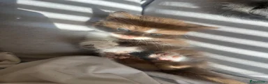Mixed Breed 2