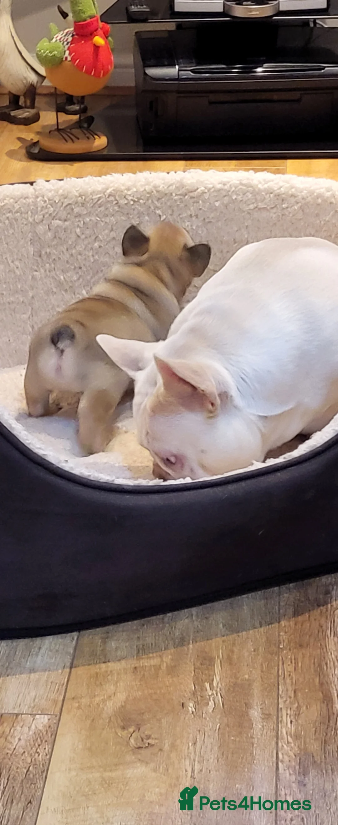 French Bulldog dogs for stud: Amazing structure and quality ‼️ in Ebbw Vale - Advert 15