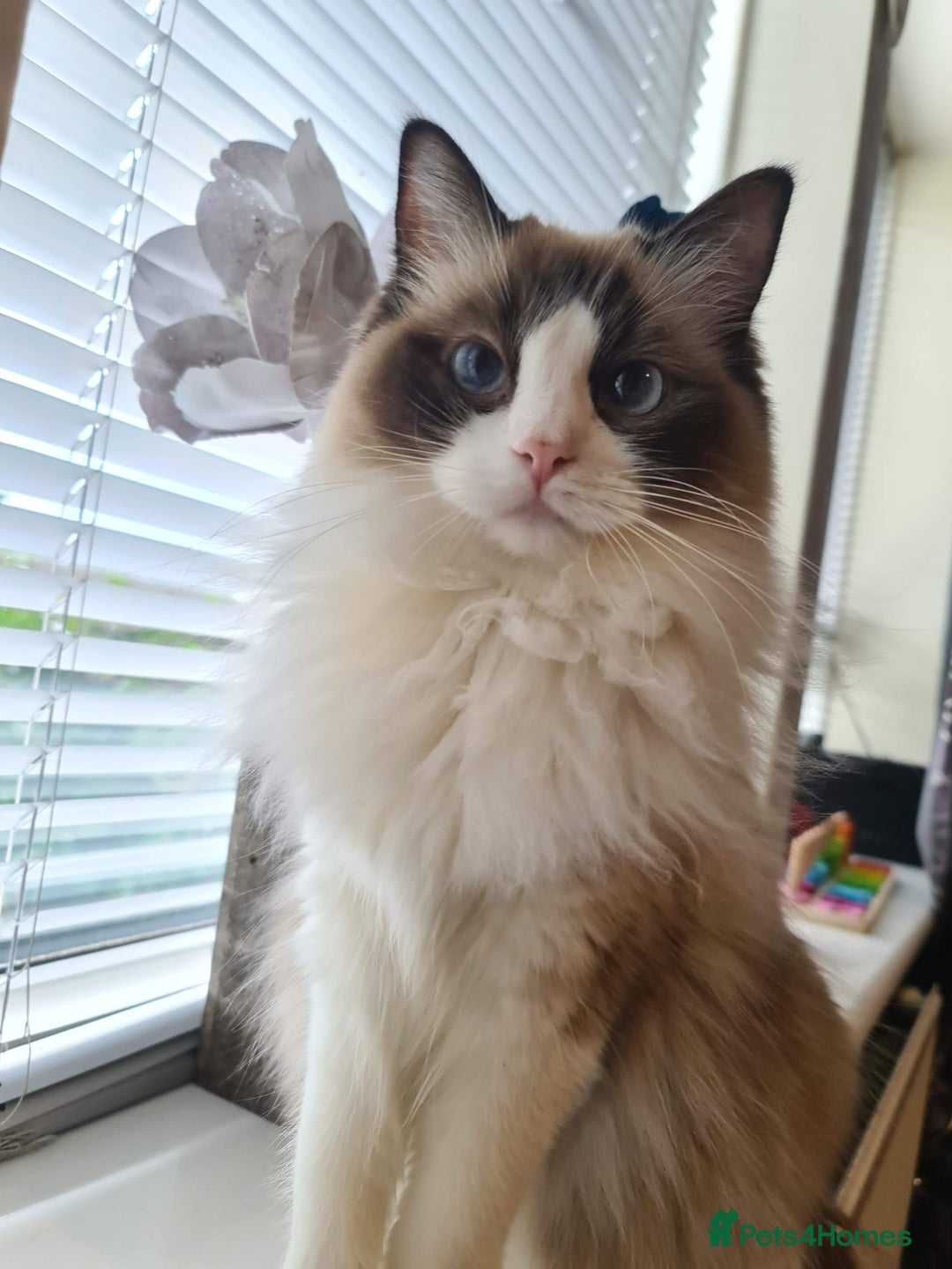 Ragdoll cats for sale: Ragdoll sisters 6 year old must stay together - Advert 6
