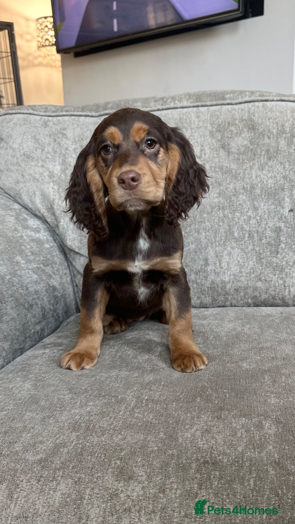 Sprocker dogs Adorable sprockers - Advert 10