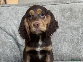 Sprocker dogs Adorable sprockers - Advert 10