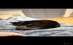 Mixed Breed cats for sale: Beautiful cats need new home! - Image 8