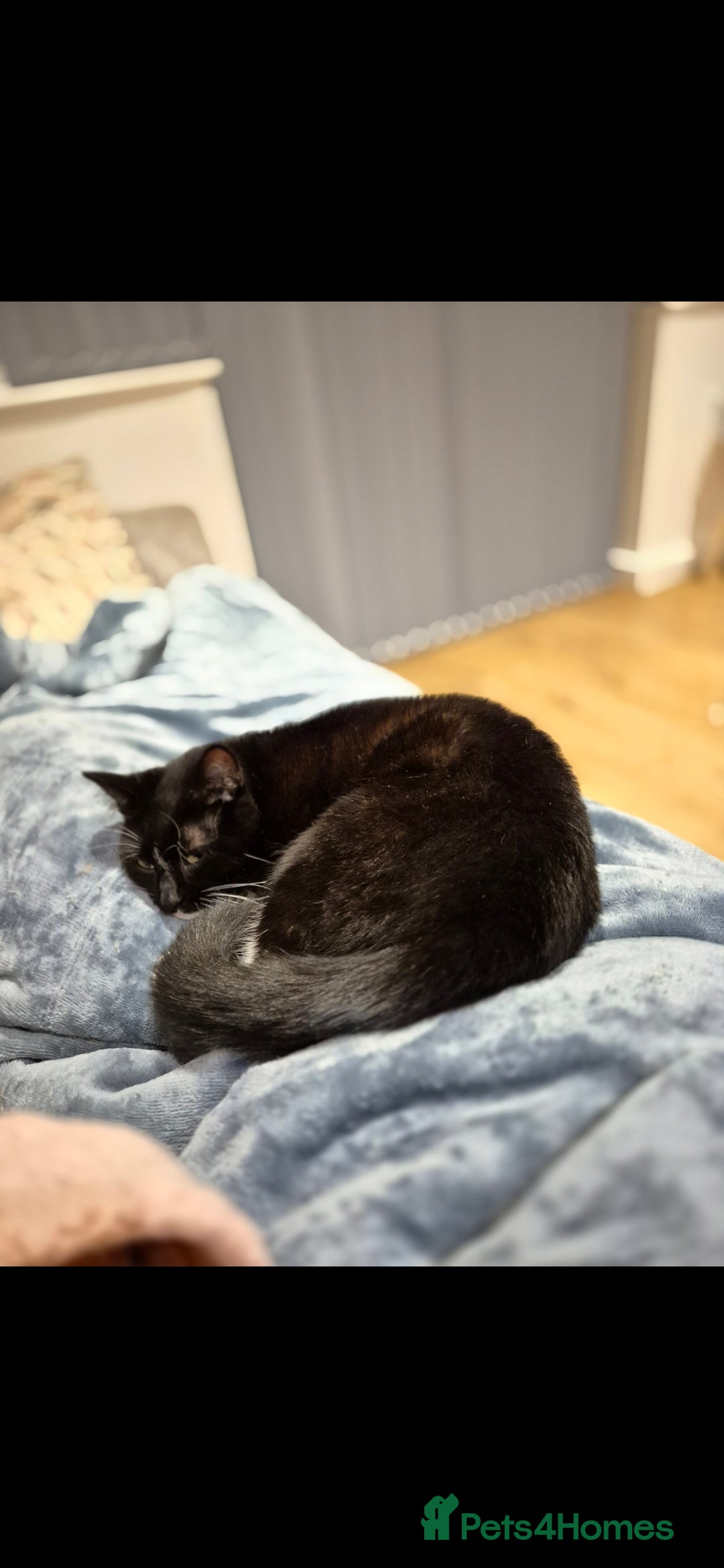 Mixed Breed cats for sale: Beautiful cats need new home! - Image 8