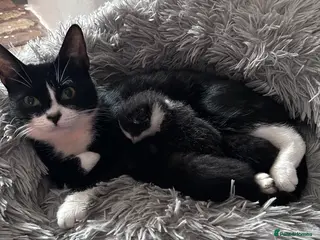 British Shorthair cats Short haired male kittens - Advert 5