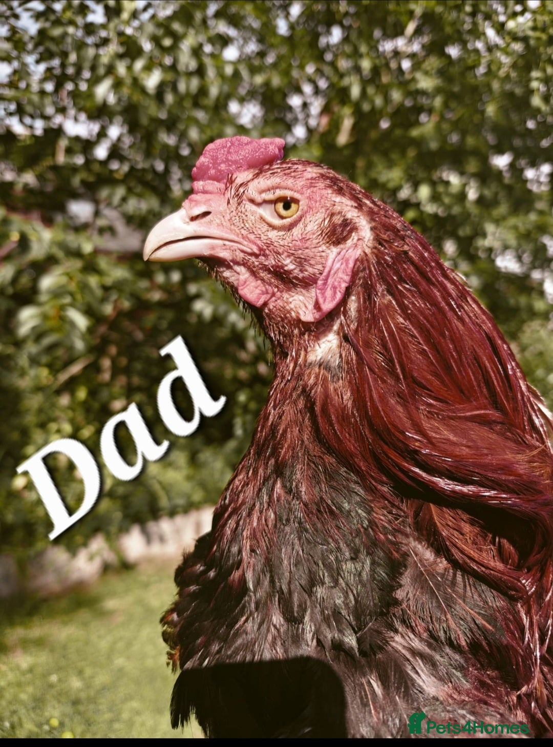 Chickens poultry Out standing bloodlines chicks - Advert 2