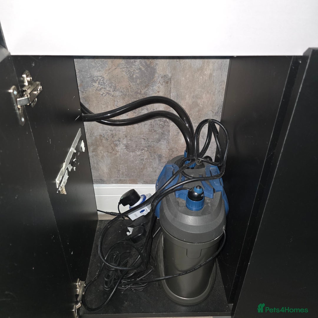 Gouramis fish for sale: Full tropical setup - Advert 9