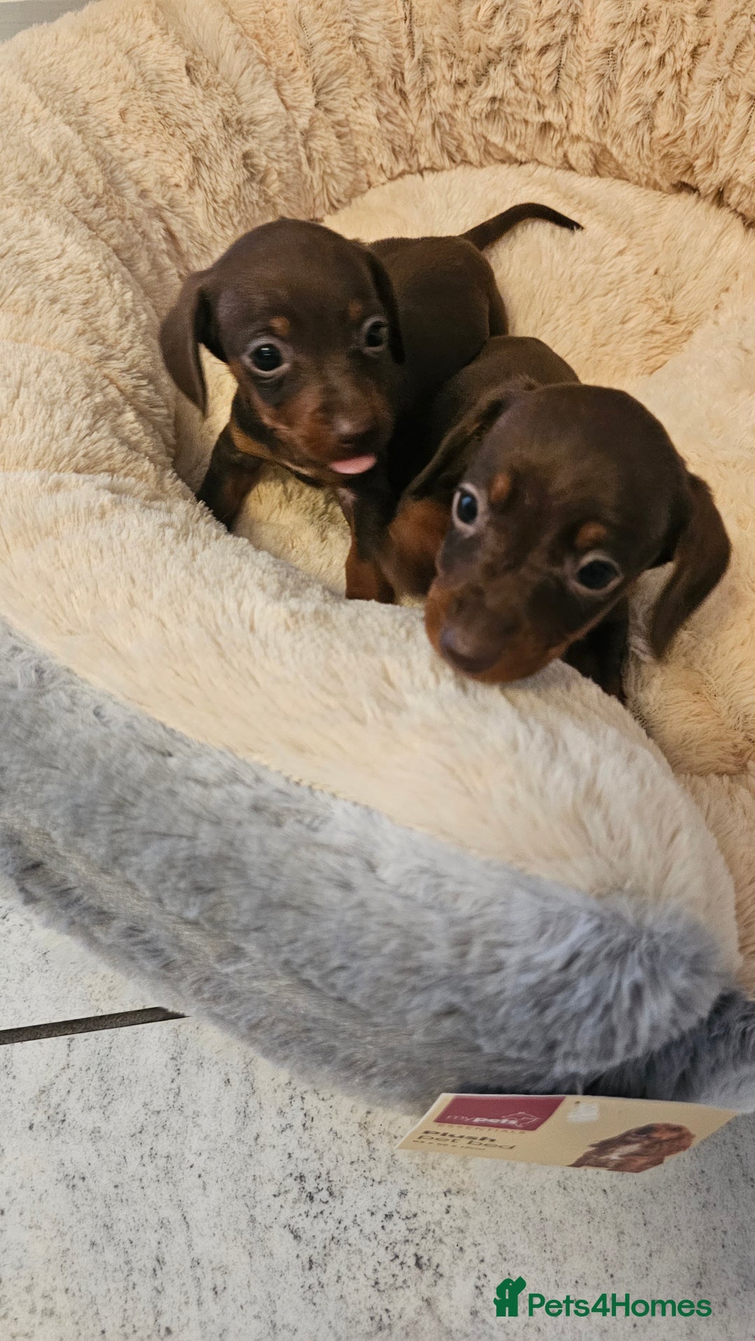 Dachshund dogs for sale: Miniature Dachshund Puppies. - Advert 14