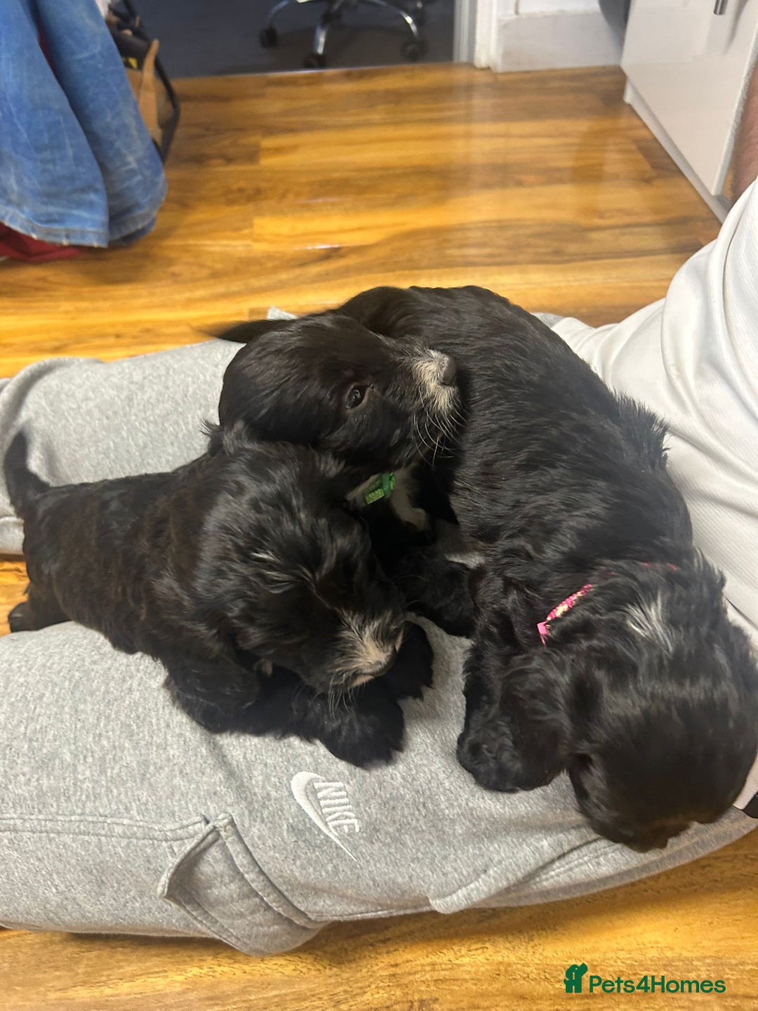 Cockapoo dogs for sale: Super cute spaniel x miniature poodle - Image 11