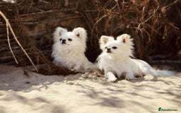 Chihuahua dogs for sale: KC white LC chihuahua boy show line  - Image 5