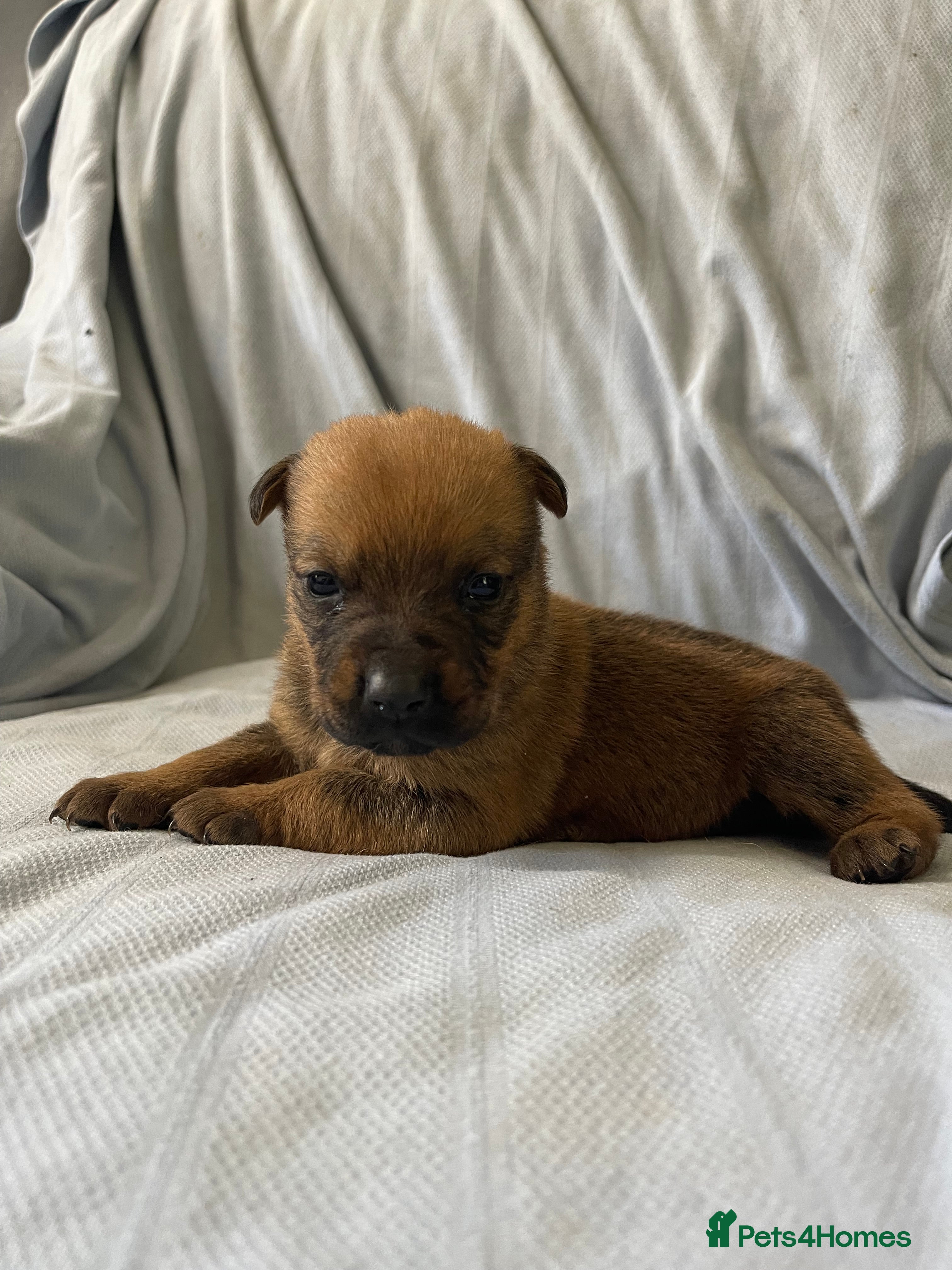 Mixed Breed dogs German shepherd x Staff litter - super friendly - Advert 2