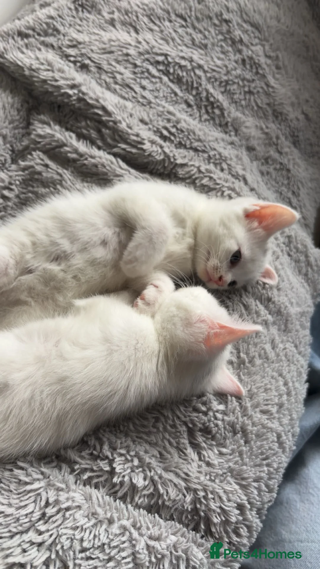 Mixed Breed cats for sale: 1 white boy left - Advert 1