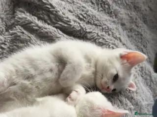 Mixed Breed cats 1 white boy left - Advert 1