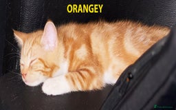 British Shorthair cats for sale: HEALTHY AND LOVING KITTEN FOR REHOUSING. - Image 7