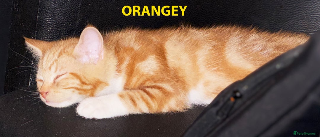 British Shorthair cats for sale: HEALTHY AND LOVING KITTEN FOR REHOUSING. - Image 7