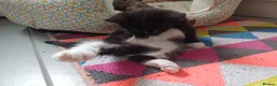 Mixed Breed cats for sale: 5 Stunning Domestic Kittens tabby orange stripe - Advert 25