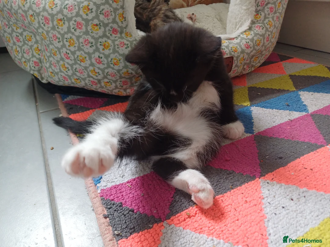 Mixed Breed cats for sale: 5 Stunning Domestic Kittens tabby orange stripe - Advert 25