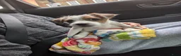 Jack Russell dogs for sale: Girl pup left  in London - Advert 3