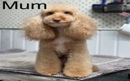 Toy Poodle dogs for sale: Tiny red & white parti toy poodle girl & boy - Image 4
