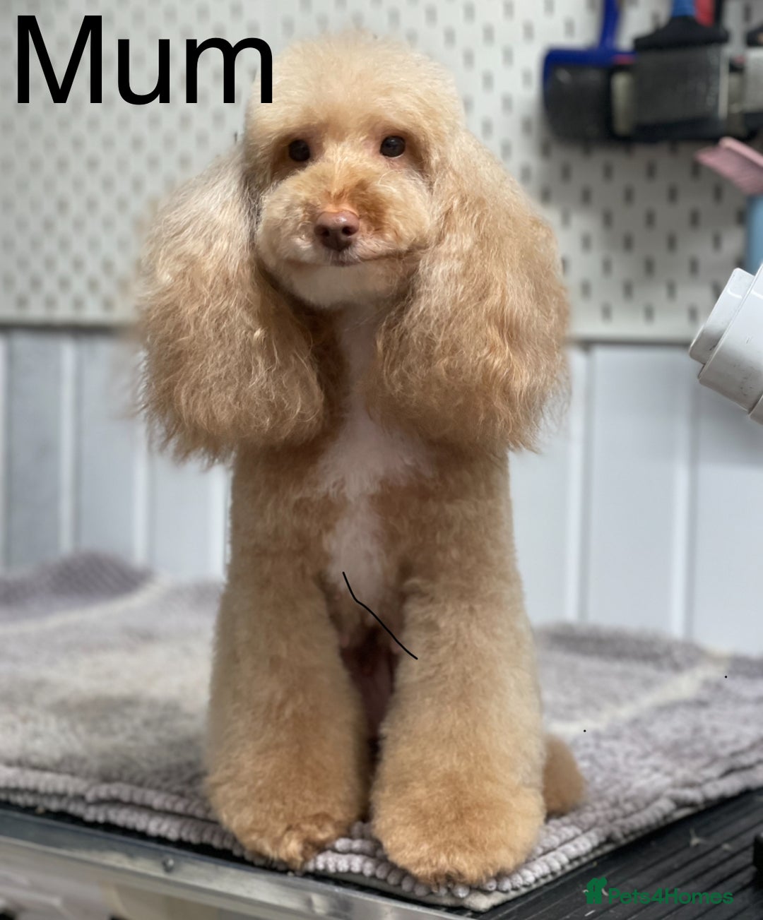 Toy Poodle dogs for sale: Tiny red & white parti toy poodle girl & boy - Image 4