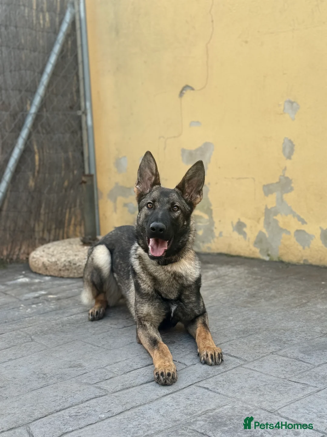 German Shepherd dogs for sale: BULLET 10 MONTH OLD GERMAN SHEPHERD CHAMPION 🩸🧬 - Advert 2