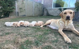 Labrador Retriever dogs for sale: Golden Labrador Puppies for Sale - Image 5