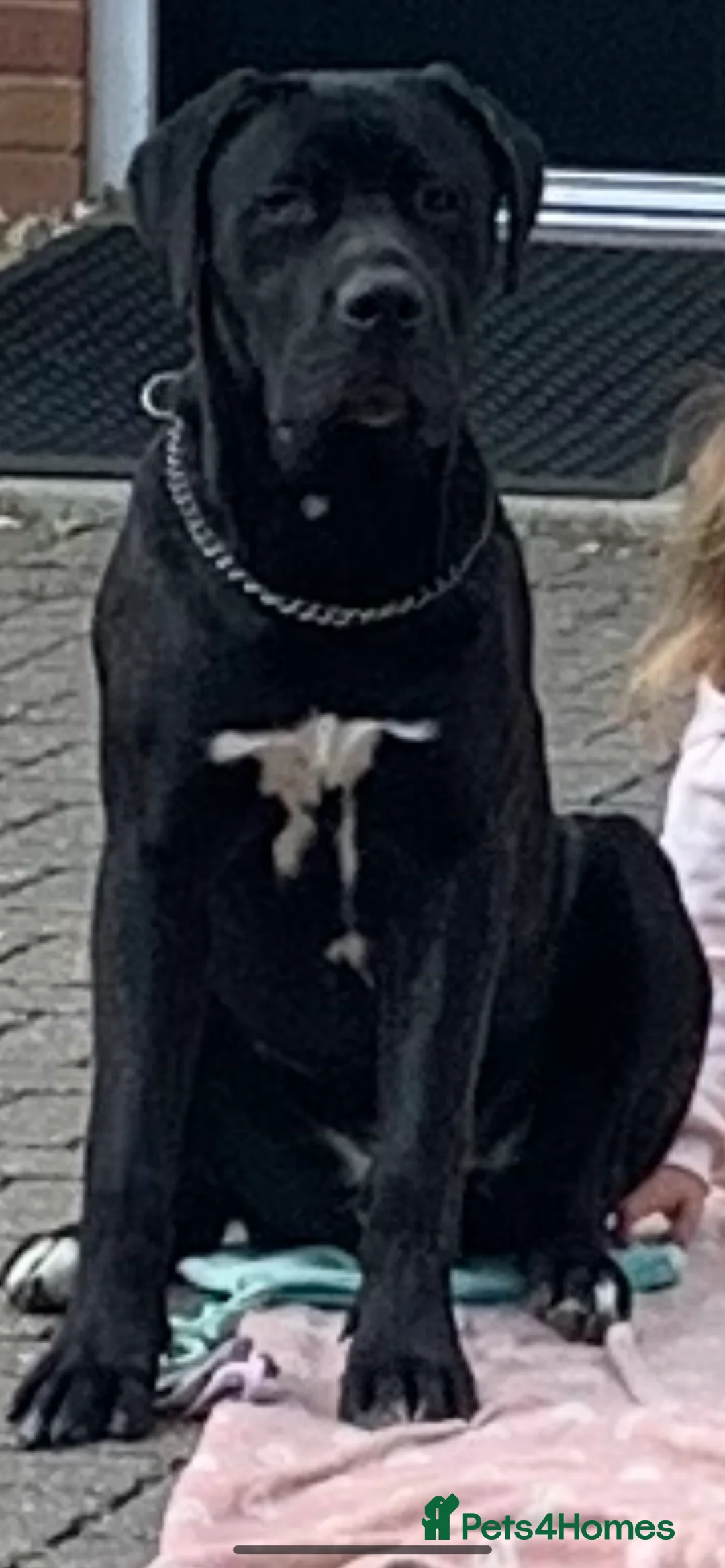 Cane Corso dogs for sale: Blue Male Cane Corso - Advert 2