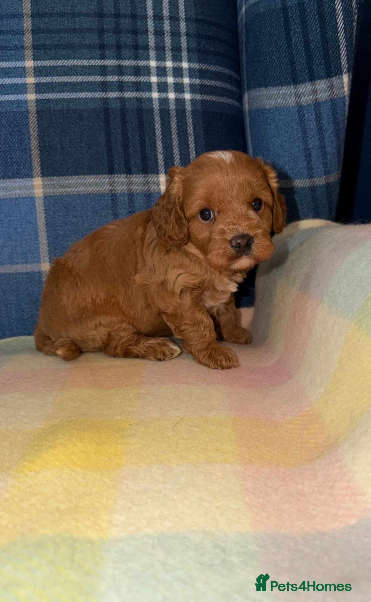 Cavapoo dogs Stunning Red Cavapoo Puppies - Advert 2