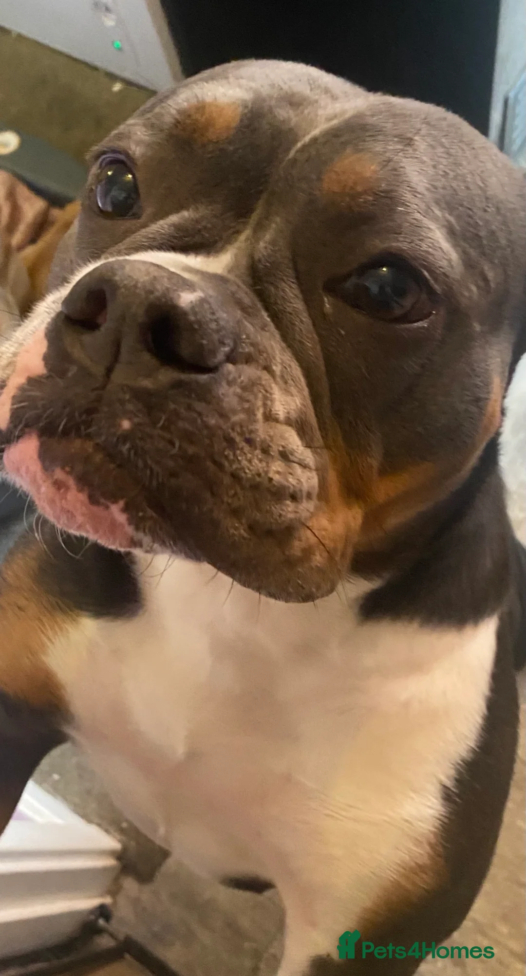 Olde English Bulldogge dogs for sale: Pedigree Olde English bulldogge - 4 years old - Advert 3