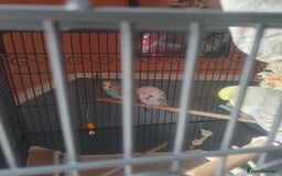 Budgerigars birds for sale: Show birds - Image 1
