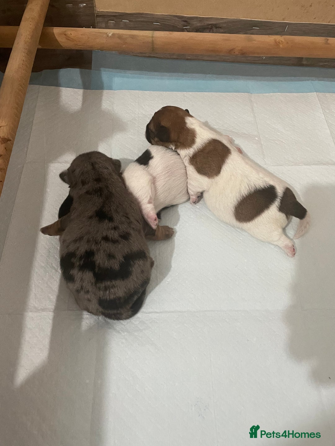 Jack Russell dogs for sale: Beautiful Jack Russell Terrier puppies available  - Advert 8