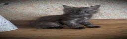 Maine Coon cats for sale: Fabulous litter full Maine Coon kittens Male  - Advert 3