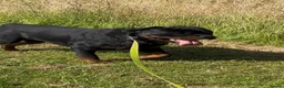 Rottweiler dogs for sale: Rottwiler puppies - Advert 5