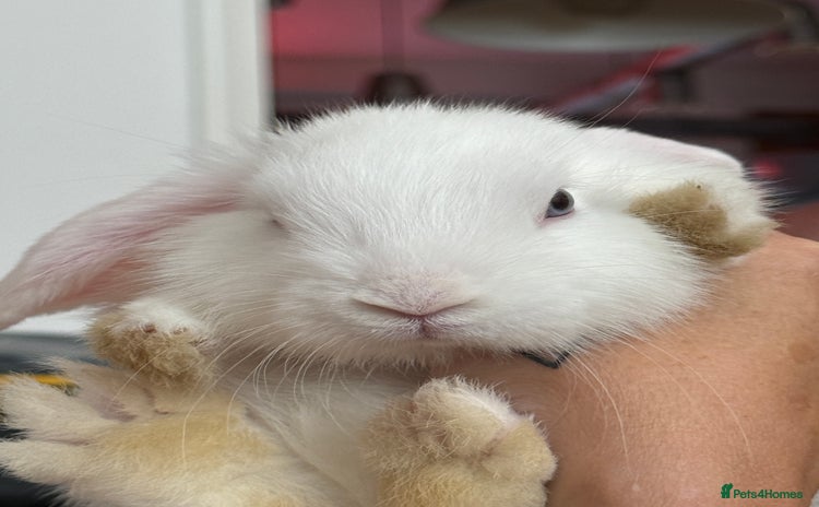 Mini Lop rabbits - Advert 4