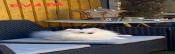 Pomeranian dogs for sale: Snow White Pomeranian Puppies  - Advert 3