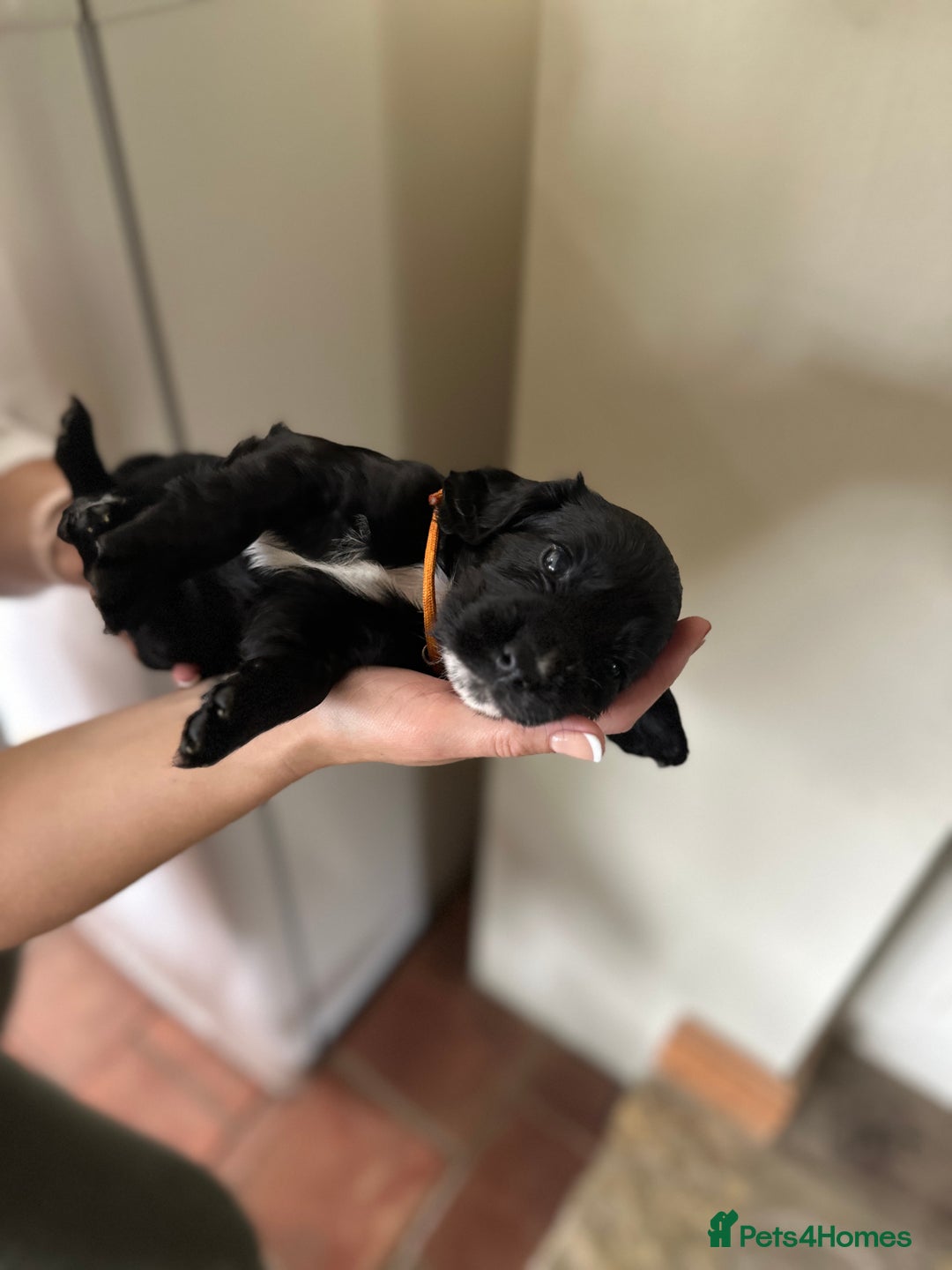 Cocker Spaniel dogs for sale: Upcoming Litter: KC Working Cocker Puppies - Image 27