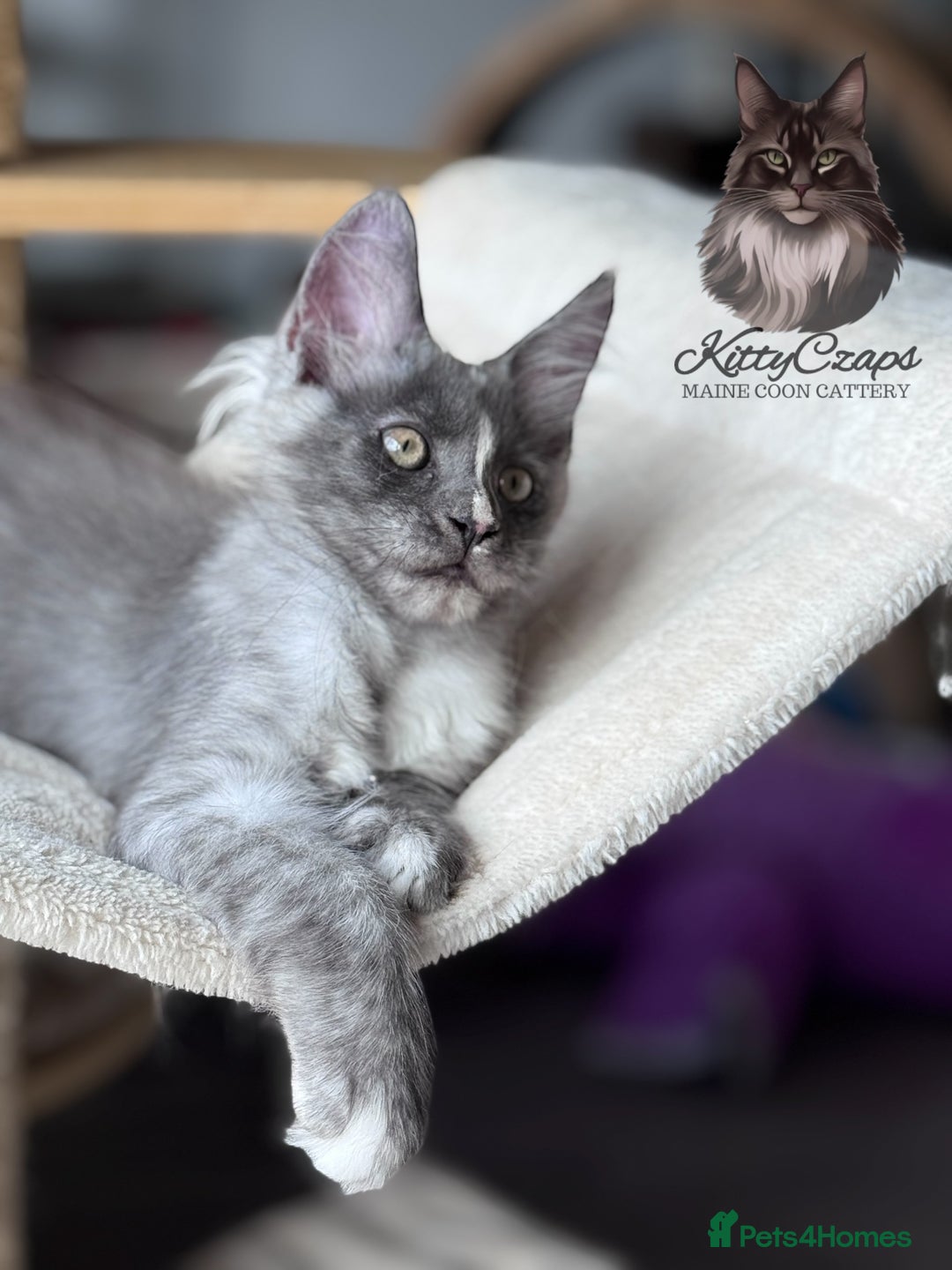 Maine Coon cats for sale: 🌟🌟Beautiful Maine Coon kittens 🌟🌟 - Image 3