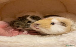Guinea Pig rodents for sale: Two lovely boars with complete set up - Image 5