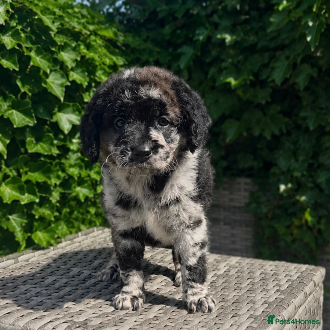 Labradoodle dogs Exceptional F2B Midi Teddybear Labradoodles - Advert 1