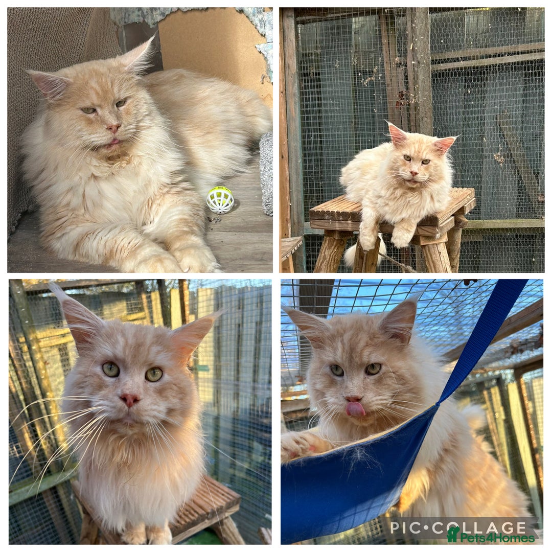 Maine Coon cats for sale: Active Maine Coon Stud for sale - Image 2