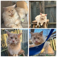 Maine Coon cats - Advert 7