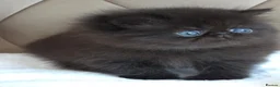 Persian cats for sale: Persian Kittens - Advert 23
