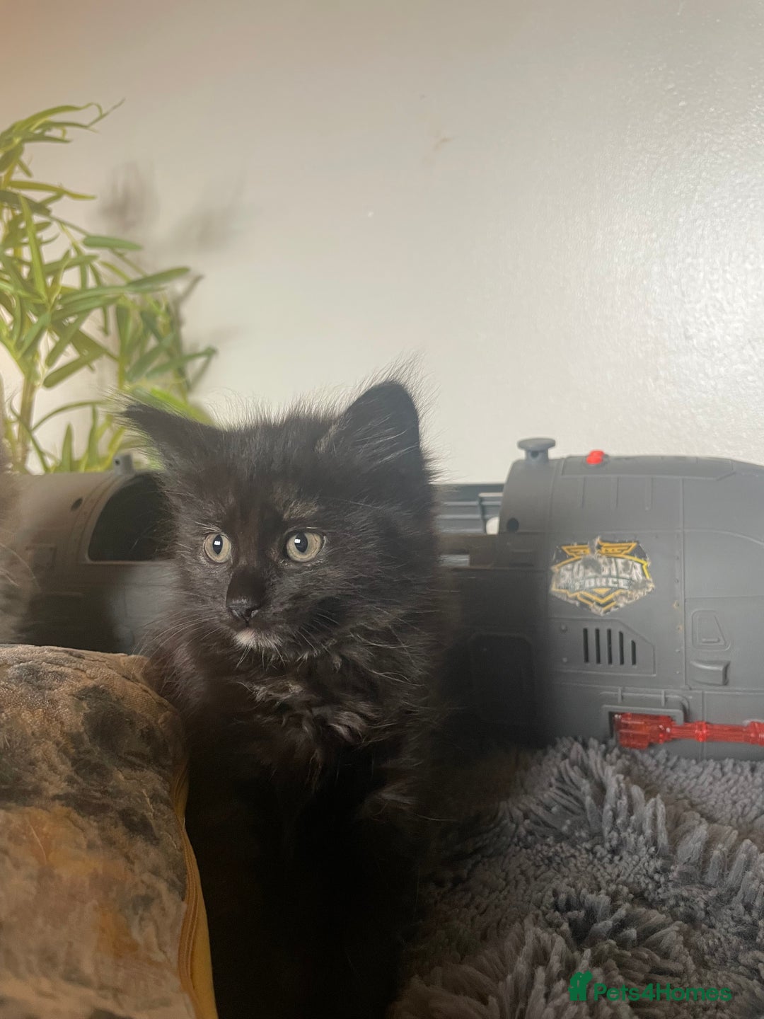 Domestic Shorthair cats for sale: Black tortoiseshell female  - Image 2