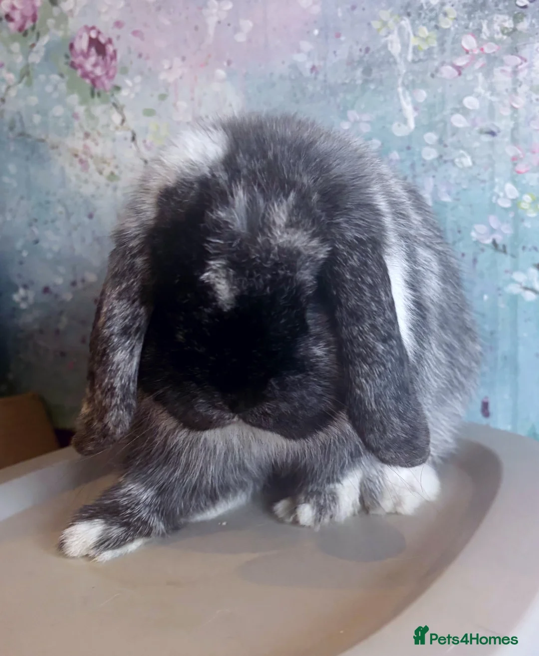 Mini Lop rabbits for sale: Beautiful Black Magpie Mini Lop Buck Available - Advert 1