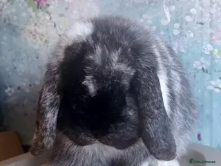 Mini Lop rabbits for sale: Beautiful Black Magpie Mini Lop Buck Available - Advert 1