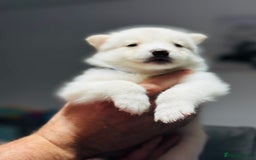 Pomsky dogs for sale: Pomsky Puppy - Image 6