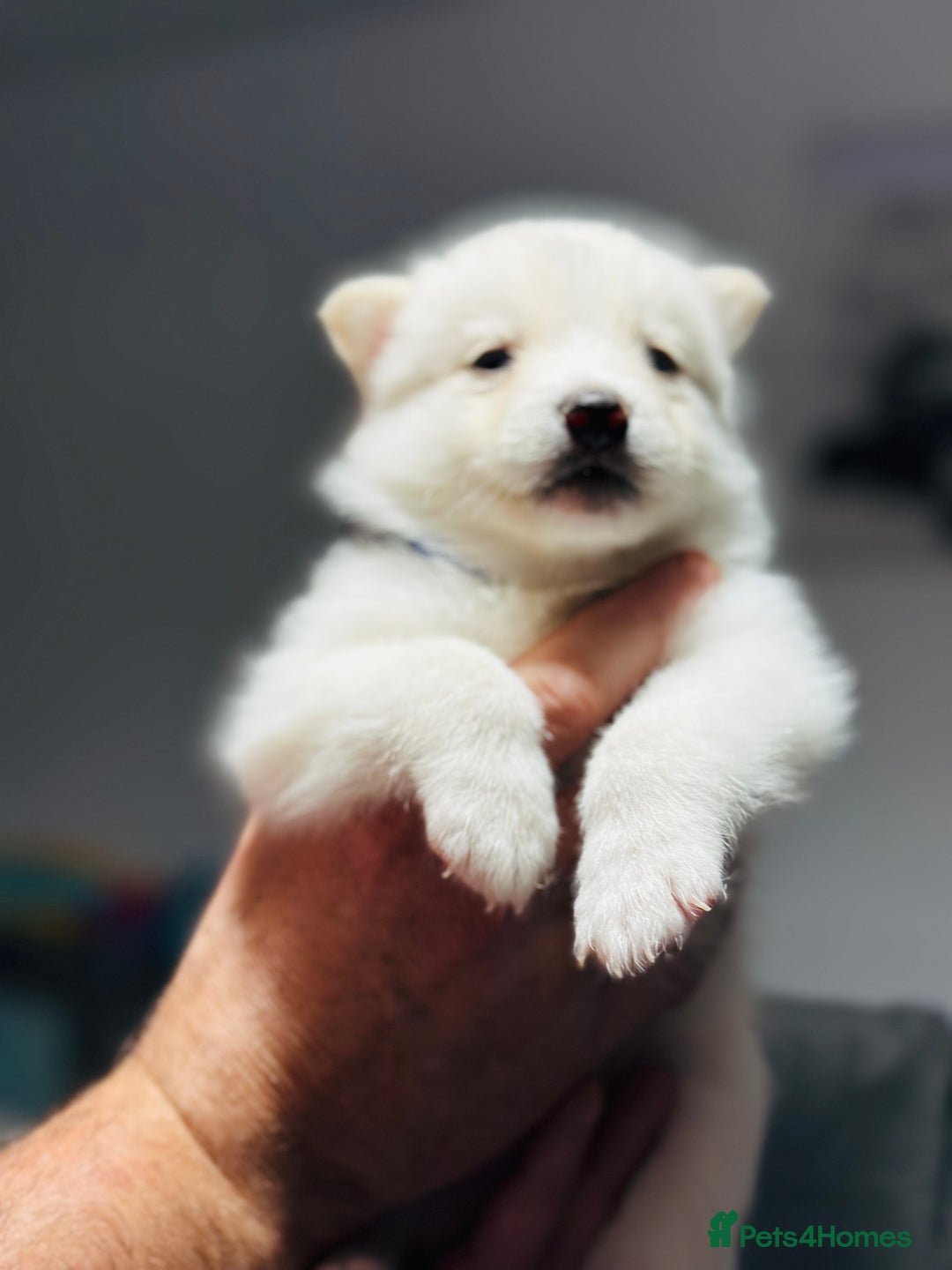 Pomsky dogs for sale: Pomsky Puppy - Image 6