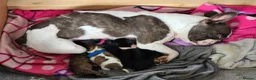 Mixed Breed dogs for sale: French bull weiner puppies - Advert 1